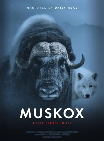 Muskox Poster