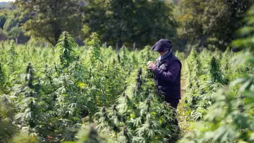 Backdrop to the movie "Cannabis, un paradoxe français" #1589728