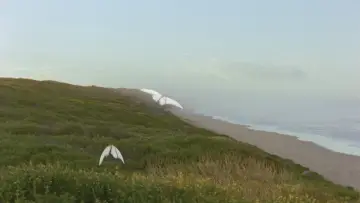 Backdrop to the movie "Reel #1: Surfing with Butterflies" #1657332