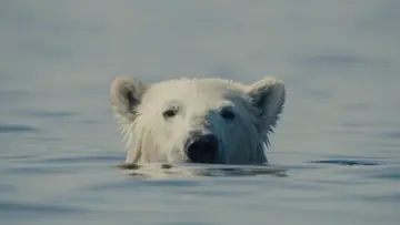 Backdrop to the movie "Nuisance Bear" #542667