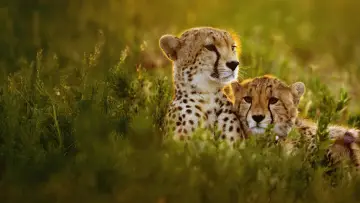 Backdrop to the movie "Cheetahs Up Close with Bertie Gregory" #539397