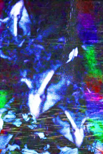crow.mp4 Poster