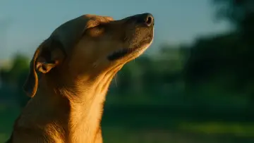 Caju, Meu Amigo Poster