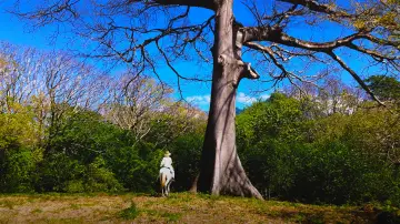 Backdrop to the movie "Ishtar; the Songs of Trees" #1211611