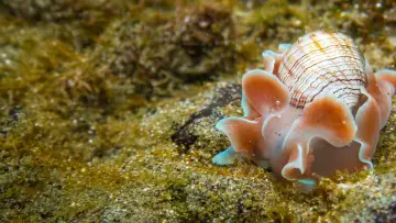 Backdrop to the movie "Shells: Shaped by Nature" #1159092