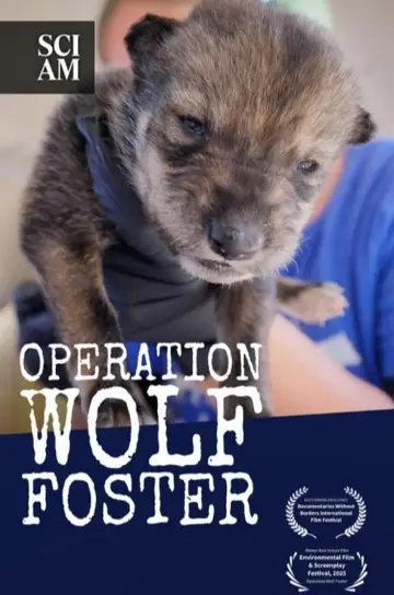 Poster to the movie "Operation Wolf Foster" #803345