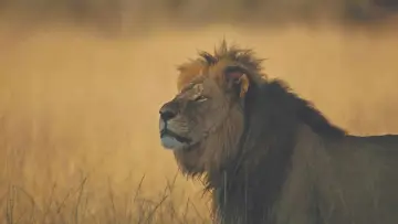 Backdrop to the movie "Cecil" #745938