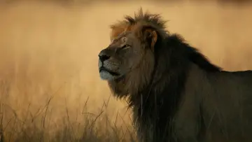 Backdrop to the movie "Cecil" #787517