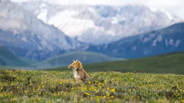 Backdrop to the movie "Wild Asia: Life at Extremes" #1174988