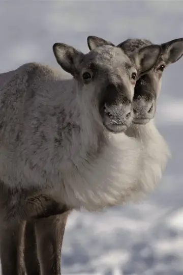 Poster to the movie "Caribou Nation" #803028