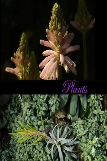 Plants