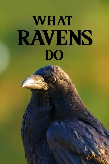 Poster to the movie "What Ravens Do" #1152623