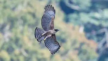 Fly! Mountain Hawk-Eagle Poster