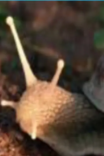 Poster to the movie "The Left Hand Snail" #822380