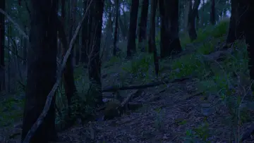 Backdrop to the movie "FOREST" #846789