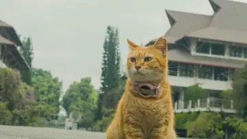 Backdrop to the movie "Meong!" #1527512