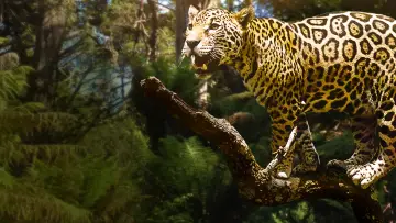 Backdrop to the movie "Jungle Cat" #1873647