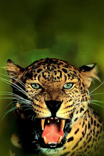 Poster to the movie "Jungle Cat" #1873654
