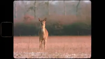 Backdrop to the movie "1998, l