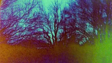 Backdrop to the movie "Phylum" #913122