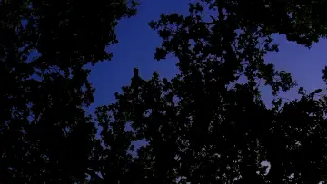 Backdrop to the movie "François d