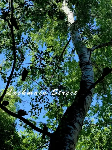 Poster to the movie "Lackmain Street" #921853