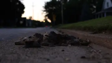 Backdrop to the movie "Roadkill" #929423