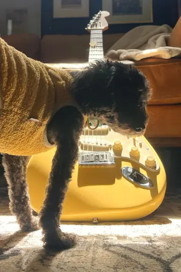 Yellow Guitar Poster