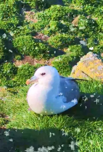 Fulmar Poster