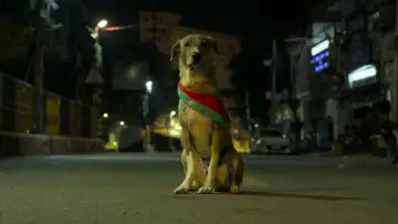 Ohh My Dog Poster