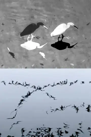 Animal Studies (Egret / Seagull Reflection / Midges / Spider / Swans in a Line) Poster