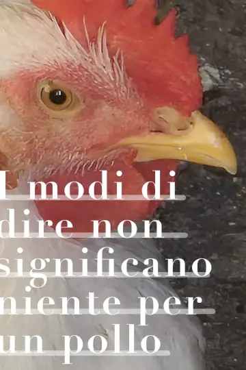 Poster to the movie "I modi di dire non significano niente per un pollo" #1351899