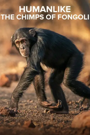 Poster to the movie "Humanlike - The Chimps of Fongoli" #1572830