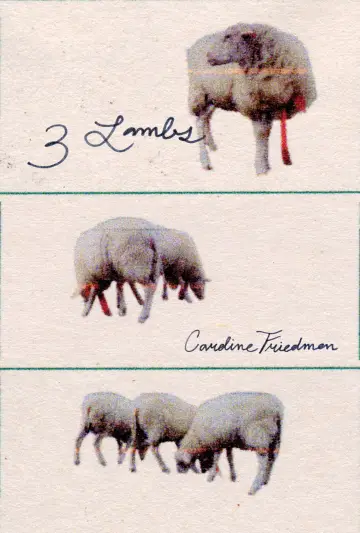 3 Lambs
