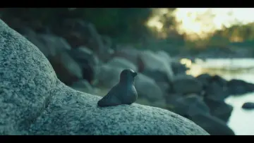 Backdrop to the movie "Pajarito" #1807762
