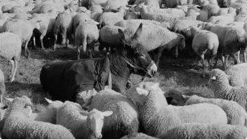 Backdrop to the movie "Au Hasard Balthazar" #985935