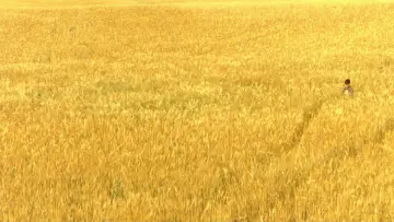 Backdrop to the movie "The Reflecting Skin" #1523415
