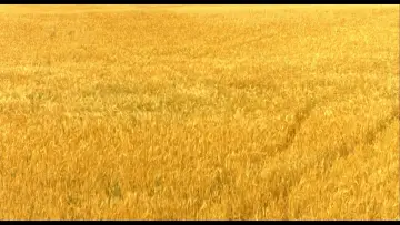 Backdrop to the movie "The Reflecting Skin" #1523432