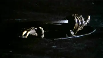 Backdrop to the movie "C.H.U.D." #434086