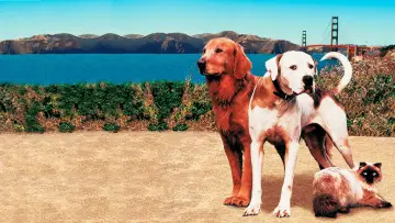 Backdrop to the movie "Homeward Bound II: Lost in San Francisco" #998115