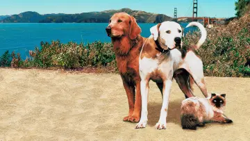 Backdrop to the movie "Homeward Bound II: Lost in San Francisco" #998117