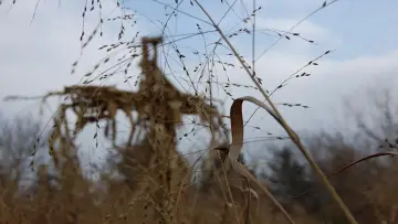 Backdrop to the movie "Children of the Corn IV: The Gathering" #436341