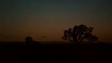 Backdrop to the movie "Lake Mungo" #897925