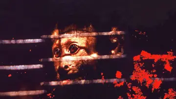 Backdrop to the movie "Monkey Shines" #1018068