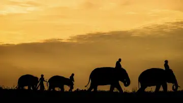 The Elephant Keeper Poster