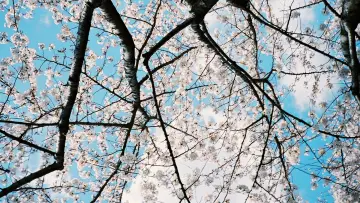Backdrop to the movie "Tamako in Moratorium" #1033945