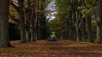 Backdrop to the movie "It Follows" #592679