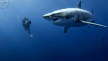 Backdrop to the movie "Oceans" #386999