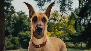 Backdrop to the movie "Marmaduke" #616755