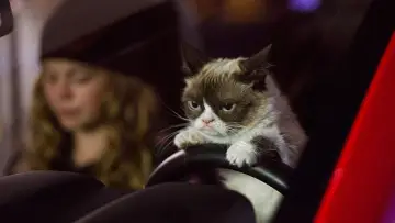 Backdrop to the movie "Grumpy Cat